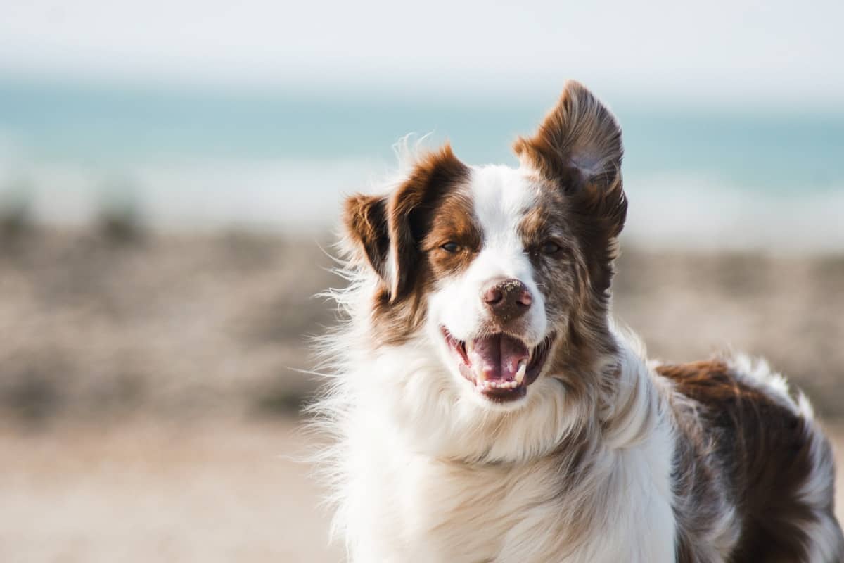 Hund genießt den Urlaub mit Herrchen im Hotel Bergsonne Allgäu